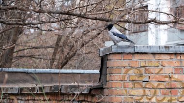 Baharda hafif tomurcuklanan ağaçlarla çevrili tuğla bir duvarda bir kuş duruyor..