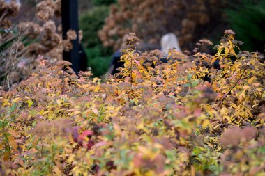 Altın yapraklar rüzgarda dans ederken insanlar huzurlu bir bahçede gezinirken.