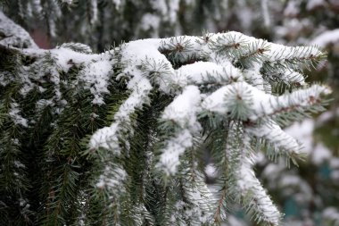 Karla kaplı sakin kış manzarası. Yumuşakça parlayan yemyeşil dallar..