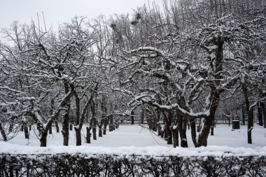 Kar, sessiz bahçeyi örtüyor, ağaçları buzlu heykellere dönüştürüyor..