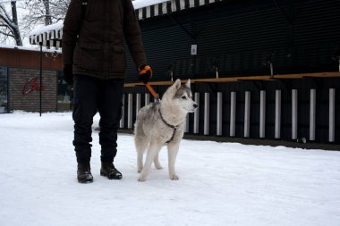Taze karda yakışıklı bir Husky 'yi gezdirirken tasma takan bir insan.