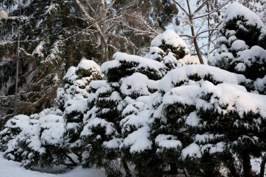 Yumuşak kar zümrüt ağaçlarını örtüyor, şafak vakti huzurlu bir kış manzarası yaratıyor..