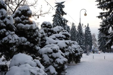 Sakin kış sabahı saatlerinde sessiz bir parkta ağaçlar kar altında kalır..