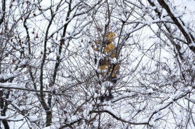 Sarı ceketli bir figür taze karla kaplı dallarda geziniyor, macera arıyor..