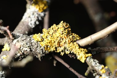Parlak sarı liken, huzurlu bir ormanda ağaç dallarına yayılır..