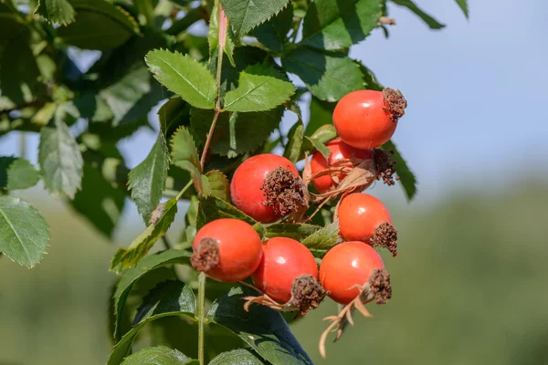 Frutta giardino rosa — Foto Stock