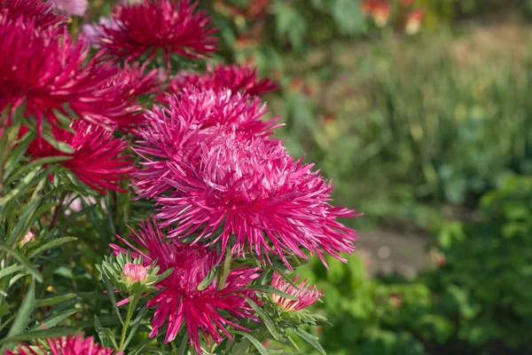 花园里的菊花 — 图库照片