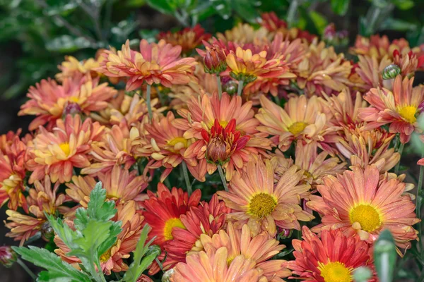 Chrysanthème dans le jardin — Photo