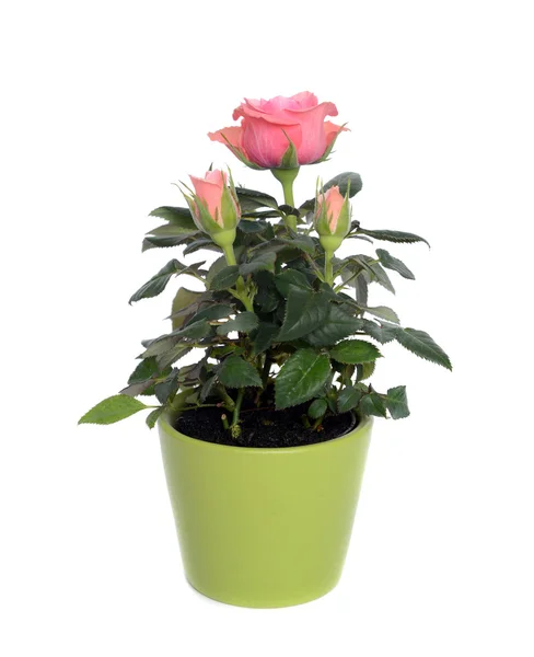 Rose in a pot. — Stock Photo, Image