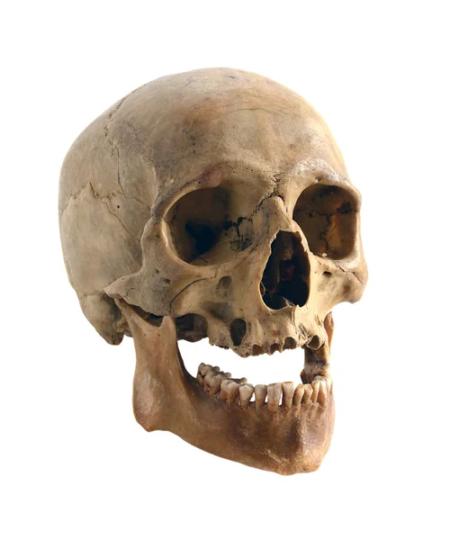 Old human skull. — Stock Photo, Image