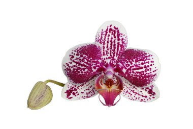 Orkide çiçeği beyaz arkaplanda izole bir şekilde kapanıyor