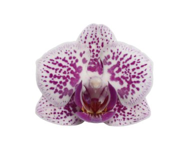 Orkide çiçeği beyaz arkaplanda izole bir şekilde kapanıyor