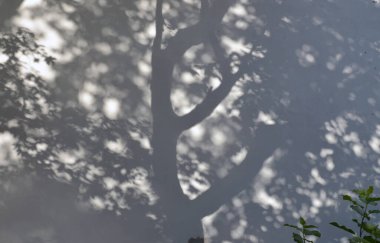 Bulanık arkaplan. Evin beyaz duvarındaki ağaç gölgesi..