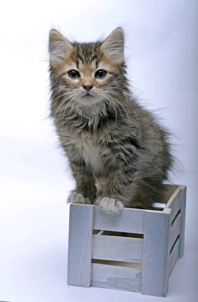Küçük Güzel Kedi Yavrusu Tahta Kutu — Stok fotoğraf