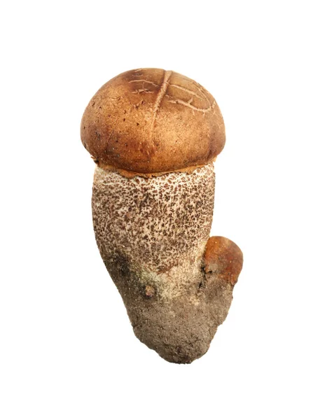 Ciuperci Mici Roșii Izolate Fundal Alb — Fotografie, imagine de stoc