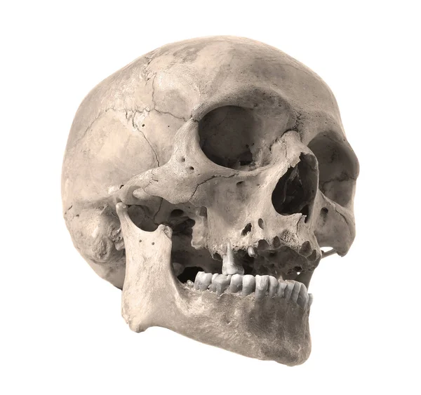 白い背景に人の頭蓋骨 セピア色の写真 ストック写真