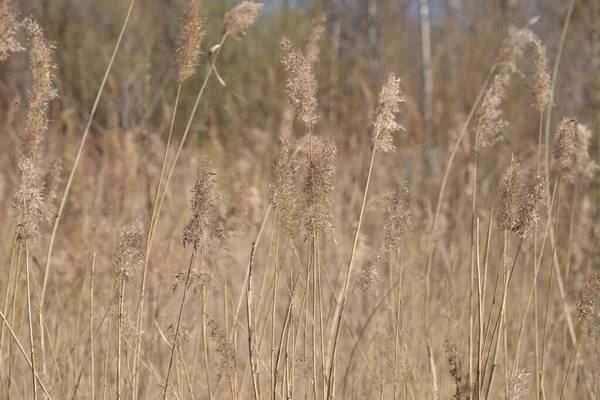 摘要背景 深达田野的高黄色干草 干枯的褐色草场 — 图库照片