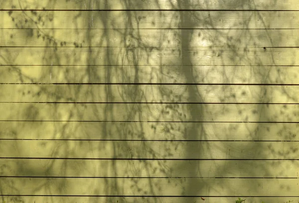 Blur Abstract Background Tree Shadow Green Wooden Wall House — Stock Photo, Image