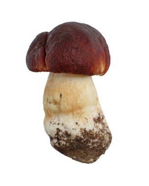 Beyaz arka planda izole edilmiş Boletus edulis mantarı..