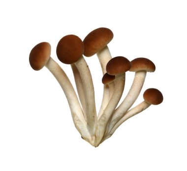 Bal mantarı (Armillaria) beyaz arka planda izole edilmiş mantar.