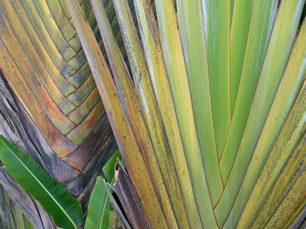 Dekoratif arka plan. Tropik bitki üst görünümü terk eder