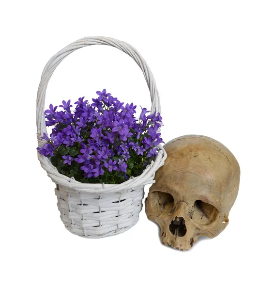 Campanula Blue Flowers Basket Skull Isolated White Background — Stock Photo, Image