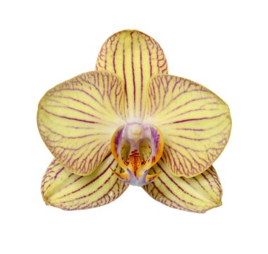 Sarı Orkide çiçeği beyaz arkaplanda izole edilmiş..