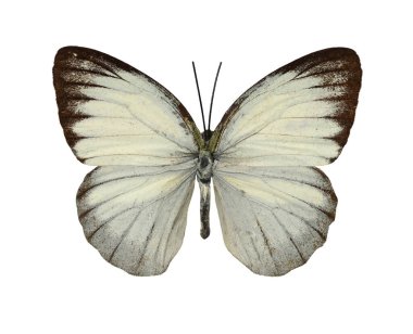 Güzel kelebek Cepora Nerissa beyaz bir arka planda izole edildi.