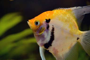 Pterofilyum bir tatlı su balığıdır.