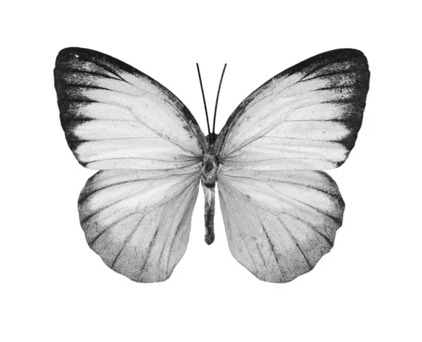 Beautiful Butterfly Cepora Nerissa Isolated White Background Black White Photo — Stock Photo, Image