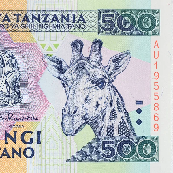 Tête Girafe Gros Plan Sur Billet Tanzanie — Photo