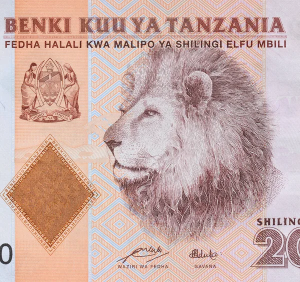 Cabeza León Cerca Del Billete Tanzania Imagen De Stock