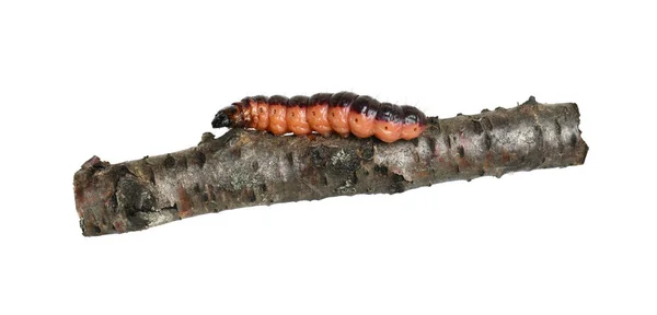 Big Caterpillar Goat Moth Cossus Cossus Marrom Vermelho Ramo Isolado — Fotografia de Stock