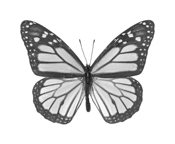 Mariposa Danaus Plexippus Aislado Sobre Fondo Blanco Foto Blanco Negro —  Fotos de Stock