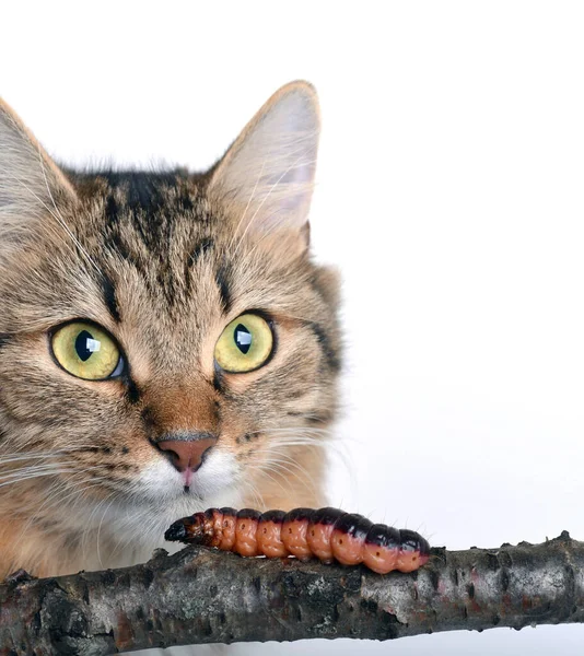 The head of a beautiful cat isolated on a white background. Big Caterpillar and cat.