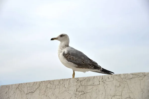 Seagull Close Standing Stone — Stock Photo, Image