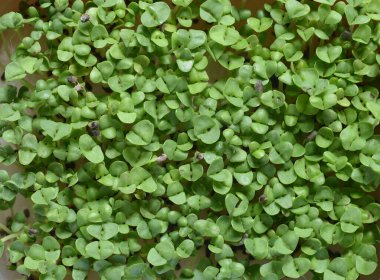 Yukarıdan küçük yeşil bitkiler görünüyor..