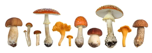 Eine Reihe Verschiedener Pilze Isoliert Auf Weißem Hintergrund Stockbild