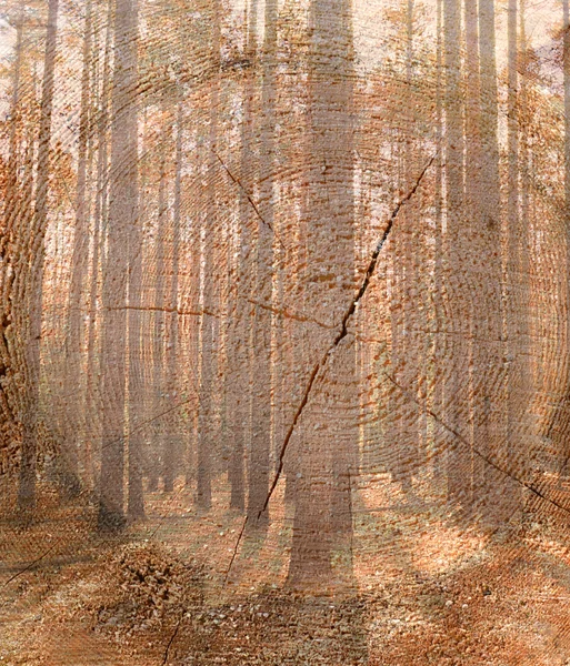 Árboles en el bosque y tronco de árbol cortado . Imágenes De Stock Sin Royalties Gratis