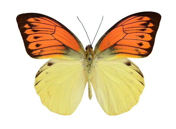Жовта метелик червоний . Стокове Фото