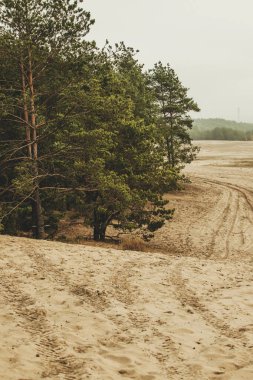 Polonya 'nın en büyük kum çölü (pustynia bledowska)
