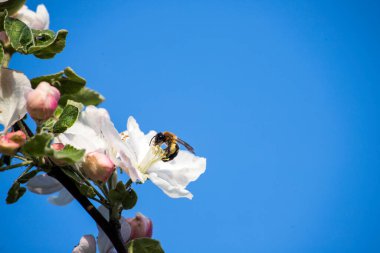 İlkbaharda elma ağacı çiçeği