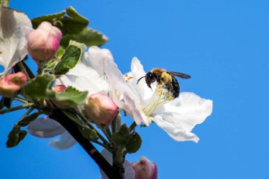 İlkbaharda elma ağacı çiçeği
