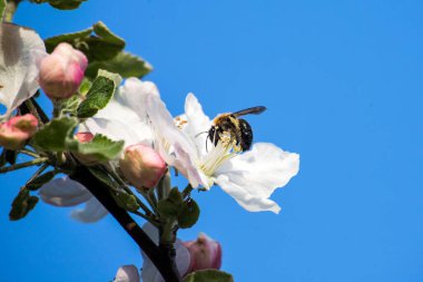 İlkbaharda elma ağacı çiçeği
