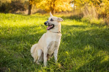 Genç mutlu köpek çimenlerde oynuyor.