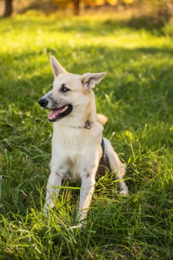 Genç mutlu köpek çimenlerde oynuyor.
