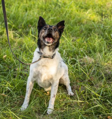 Genç mutlu köpek çimenlerde oynuyor.