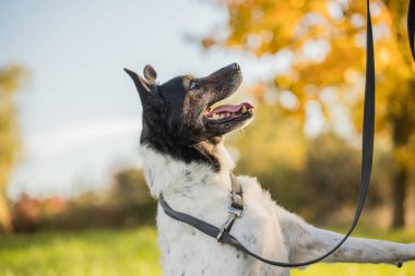 Genç mutlu köpek çimenlerde oynuyor.