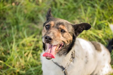 Genç mutlu köpek çimenlerde oynuyor.