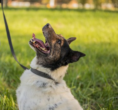 Genç mutlu köpek çimenlerde oynuyor.